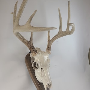 European Wall Mount Display Dark White Oak