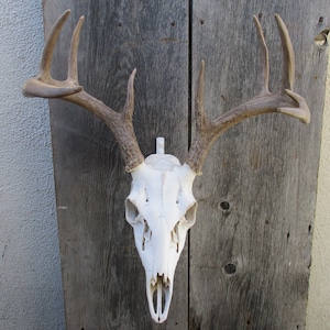 European Skull Mount Hanger / Skull Hook
