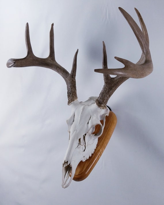 European Skull Mount Wall Plaque Whitetail Deer Red Oak Etsy