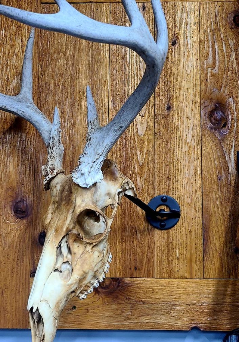 European Skull Mount Swivel Bracket Etsy