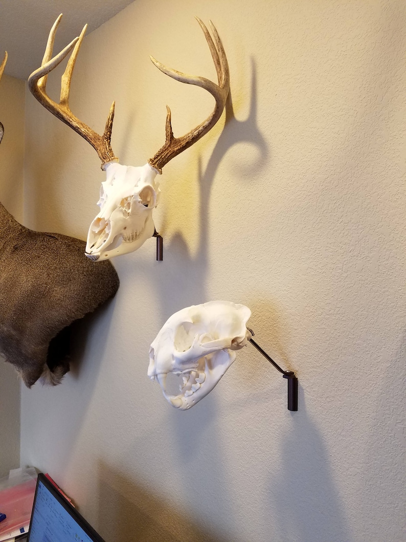 European Skull Mount Swivel Bracket for Deer and Bear Etsy