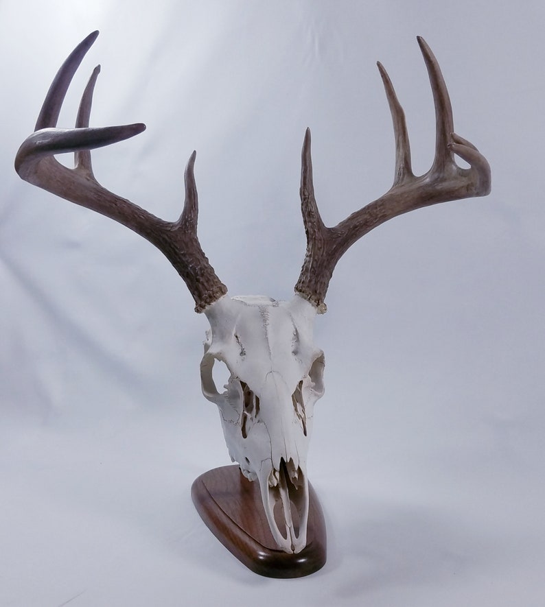 European Table Top Skull Mount. Walnut Etsy