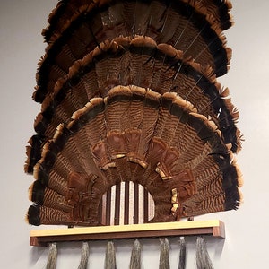 Turkey Fan Display: Oak & Walnut Beard Shelf, Engraved Plaque