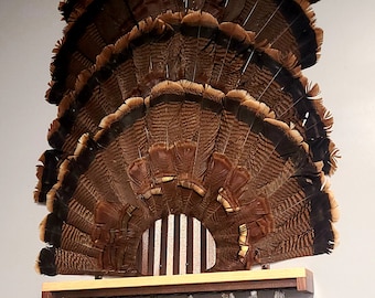 4 Fan Turkey Fan Display with 20 Beard Shelf with 5 Plaque Styles