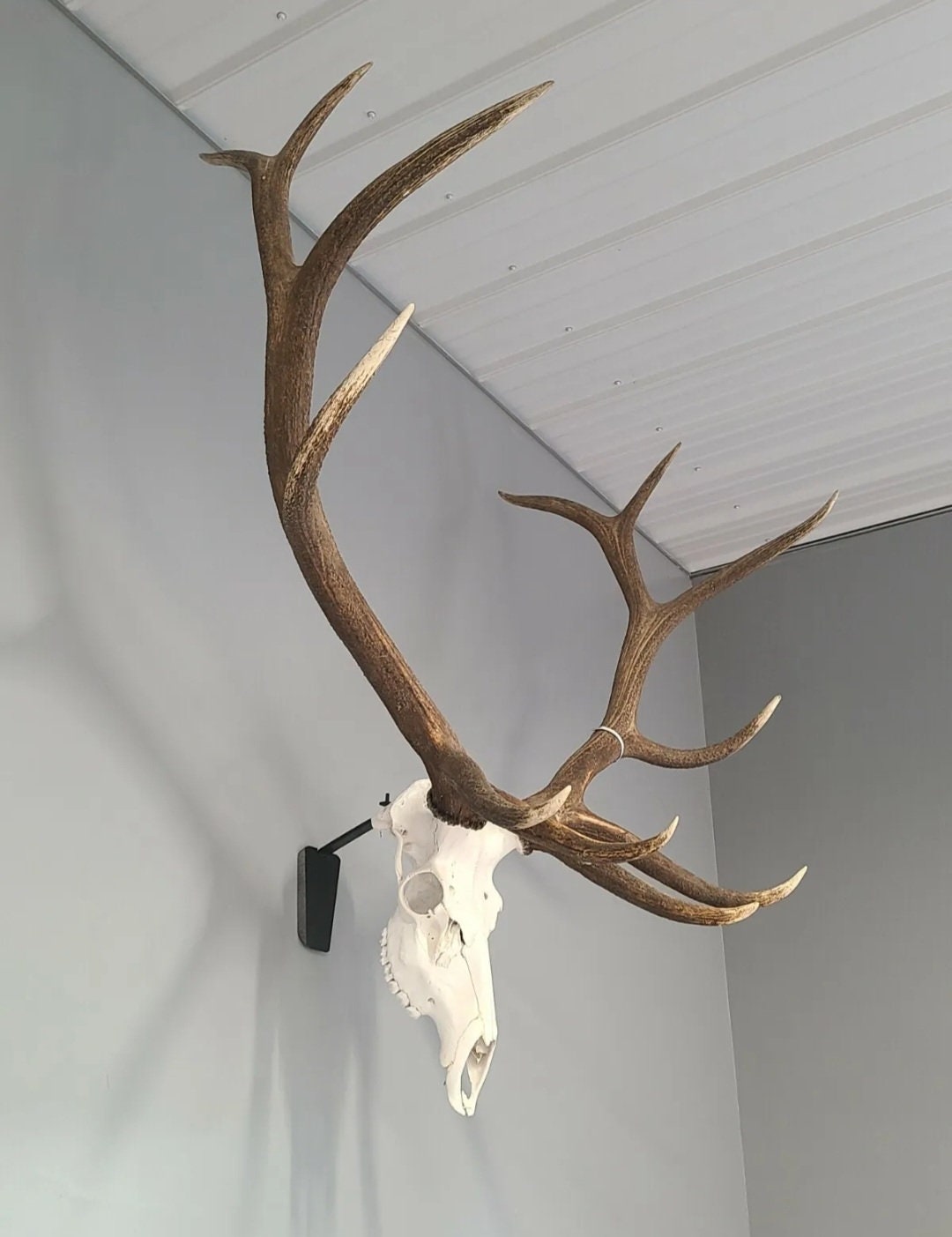 European Elk Skull Mount Bracket. Lazer Engraved Cover Plate Options Etsy
