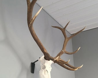 European Elk Skull Mount Bracket. Lazer engraved cover plate options