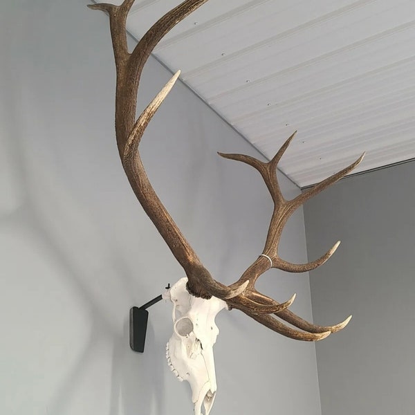 European Elk Skull Mount Bracket. Lazer engraved cover plate options