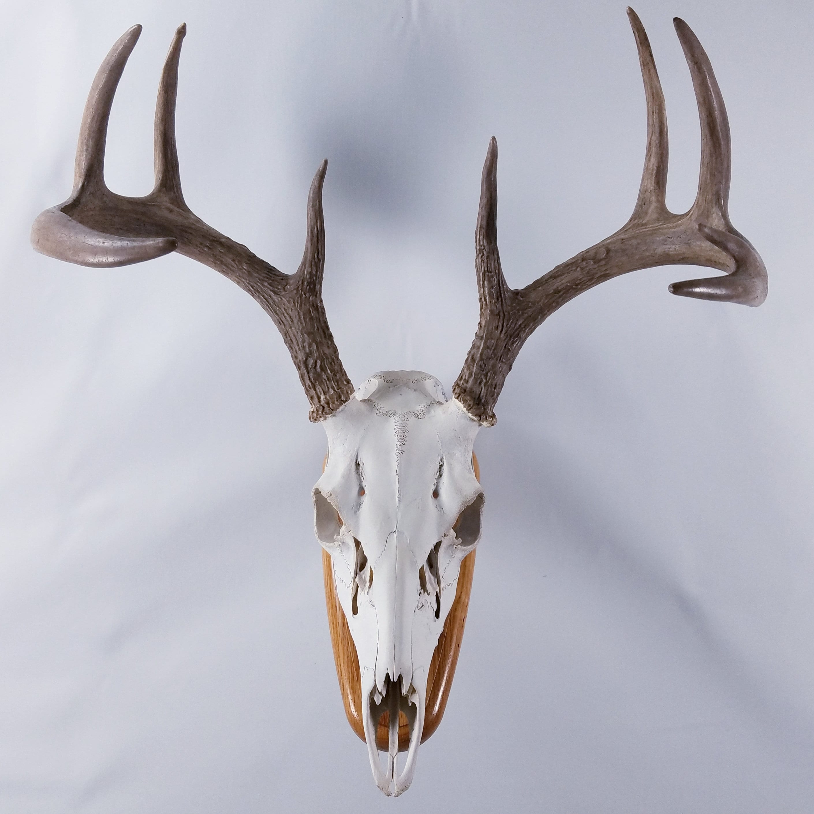 Plaque de montage du crâne de cerf européen Plaque de piste de cerf avec  cintre de crâne Camouflage standard -  France