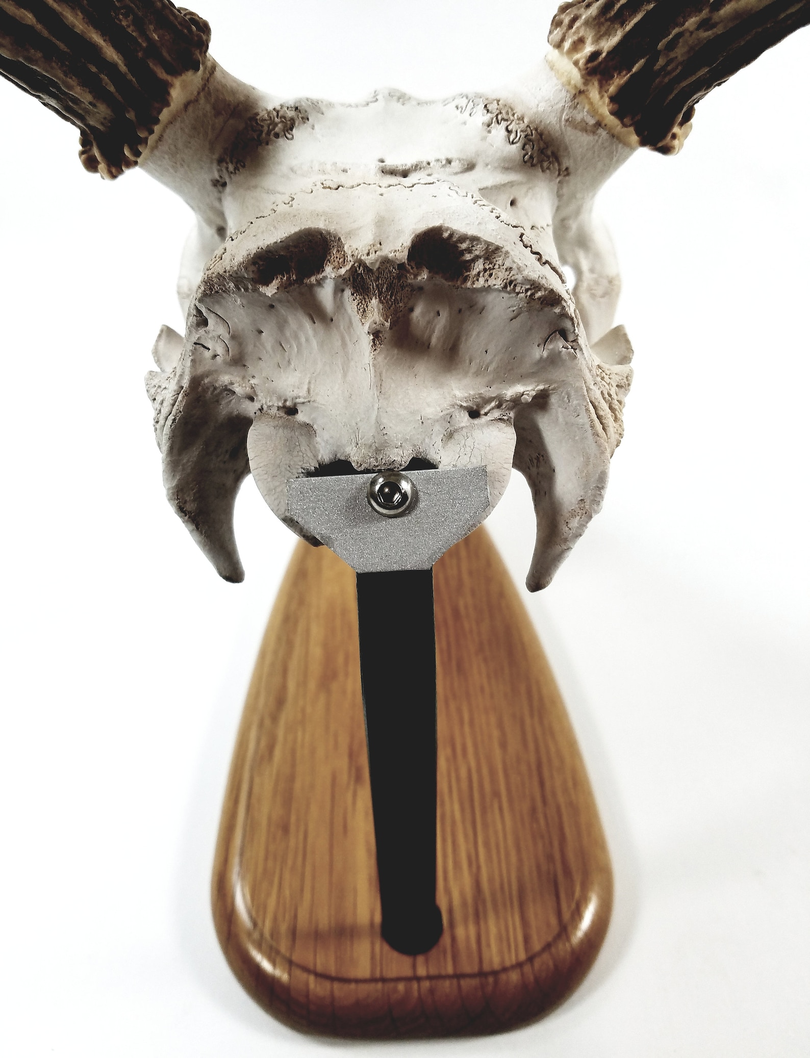 European Skull Mount Table Top Display Made With White Oak Etsy