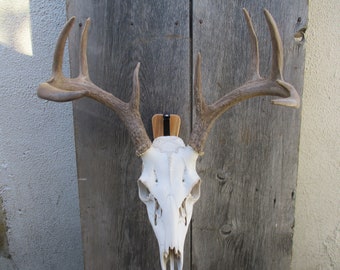 European Skull Mount Swivel Hanger with Oak cover plate