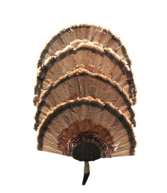 Animal Mounts Turkey Fan Mounting Kit 4 Fan Display System Black Hammer