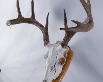 European Deer Skull Mount - Etsy