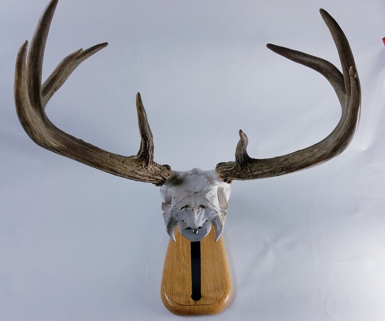 European Skull Mount Table Top Display Cherry Etsy