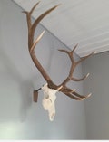 European Elk Mount Bracket  with optional lazer engrave and cover plate options
