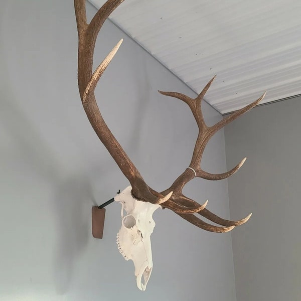 European Elk Mount Bracket  with optional lazer engrave and cover plate options