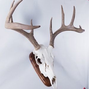 European Skull Mount Wandbild Weißschwanz Reh Walnuss