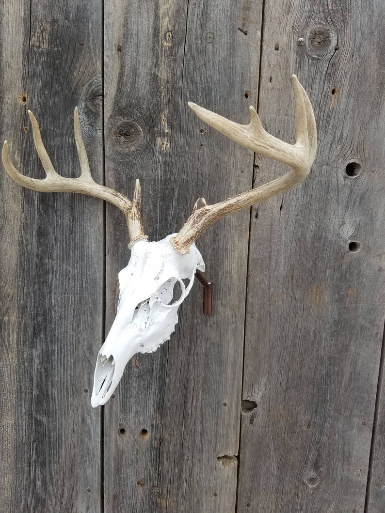 European Skull Mount Swivel Bracket for Deer and Bear Etsy