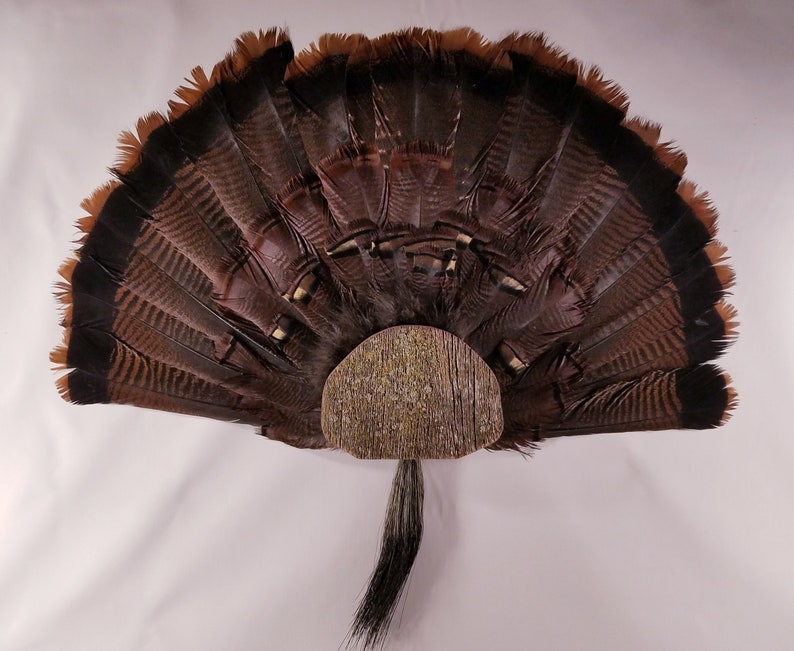DIY Turkey Fan & Beard Display Kit Etsy