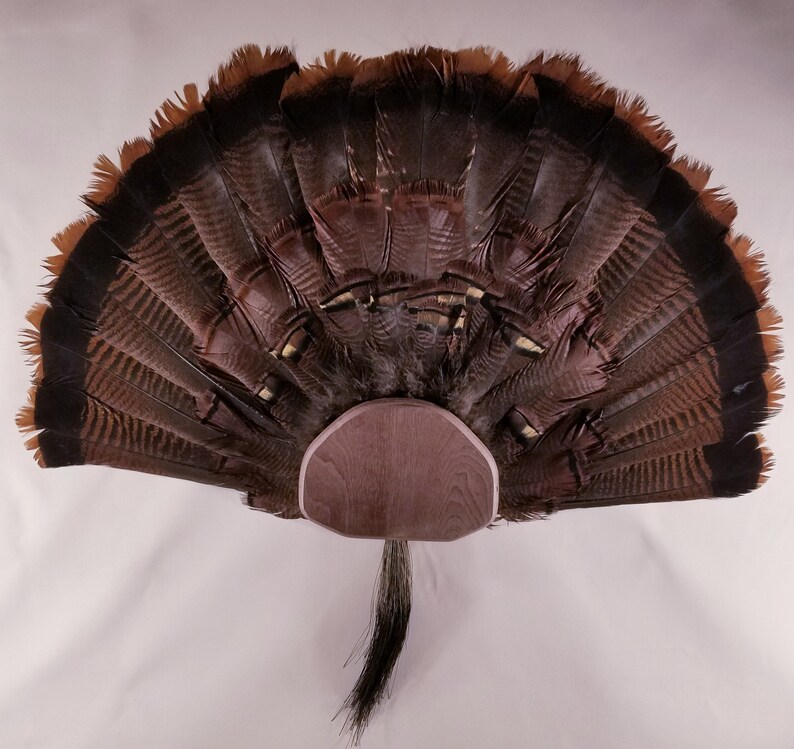 DIY Turkey Fan & Beard Display Kit Etsy