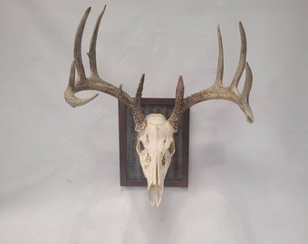 European Skull Mount Rustic Tin with copper powdercoated frame