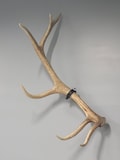 Elk Shed Mounting Clamp