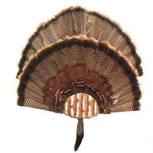 Turkey Fan Mounting Kit  1 to 2 Fan Display Rustic Tin