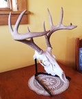 European Skull Mount Table Top Display. Deer Skull Cow Skull, Elk Skull