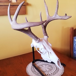 European Skull Mount Table Top Display. Deer Skull Cow Skull, Elk Skull