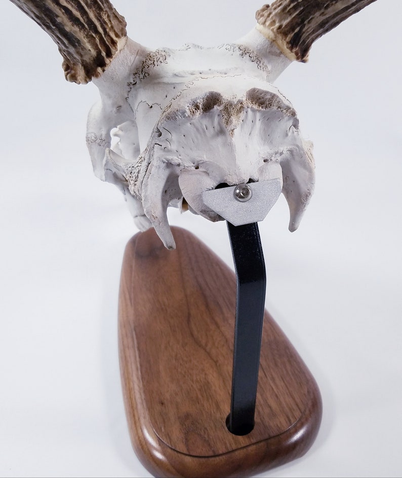 European Table Top Skull Mount. Walnut Etsy