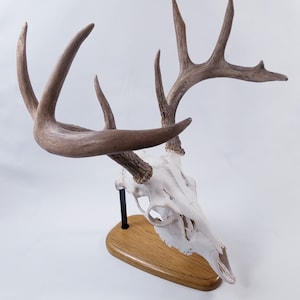 European Skull Mount Table Top Display  Made with White Oak