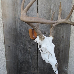 European Skull Mount Swivel Hanger with Cherry cover plate
