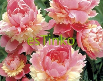 10pcs Peony Candy Stripe Seeds Unique Marbling Flower Garden Bonsai Diy Plant 10pcs Peony Candy Stripe Seeds Unique Marbling Flower Garden Bonsai Diy Plant
