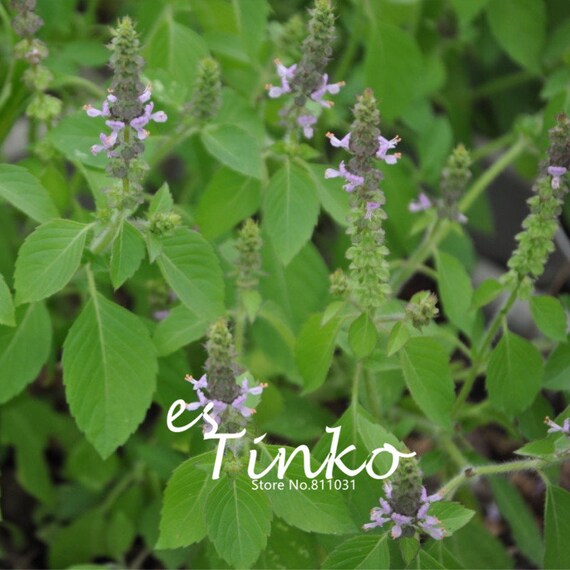 100pcs Basil /'Sweet Green/' Seeds Ocimum Basillicum Half-hardy Annual Herb Plant