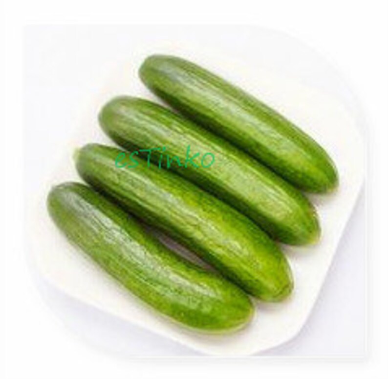 20pcs White Cucumber Seeds Cucumis Sativus Vegetable Fruit Home Garden Plant