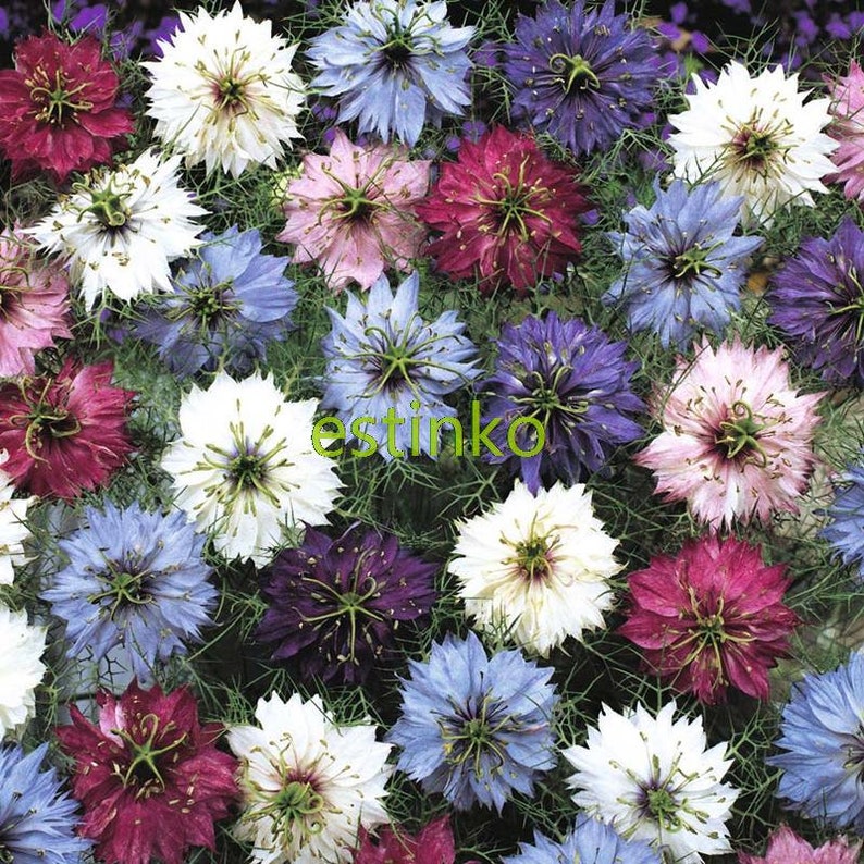 8 x 70 litri PER PIANTE ALBERO PENTOLA con manici Heavy Duty 70L LT Big Grande in Plastica