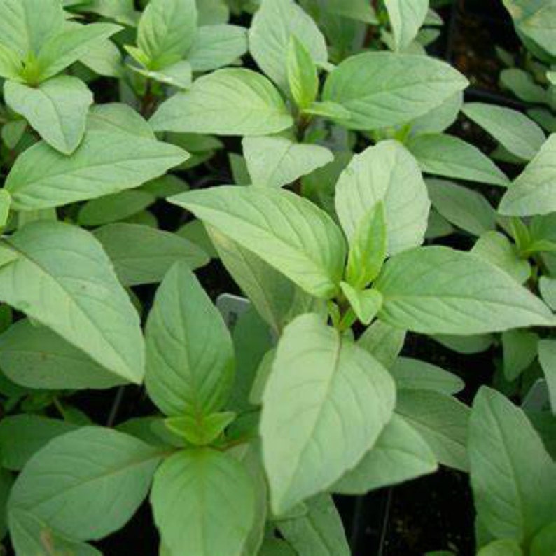 100pcs Basil /'Sweet Green/' Seeds Ocimum Basillicum Half-hardy Annual Herb Plant