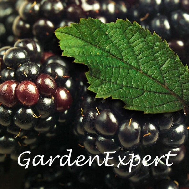 1000pcs rare raspberry seeds organic fruit seeds green red blue purple black raspberry seeds for home garden plant easy to grow Loss Promotion 1000pcs rare raspberry seeds organic fruit seeds green red blue purple black raspberry seeds for home garden plant easy to grow Loss Promotion