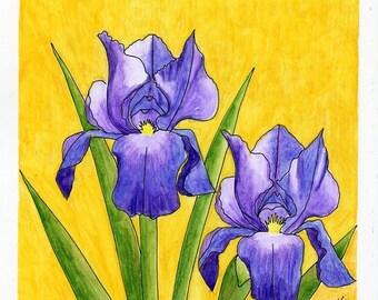 Iris Pair original painting