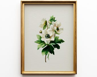Anemone Flower Print: Vintage Botanical Sketch (Digital Download) 6