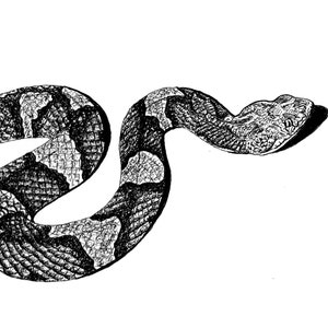 May include: Black and white line drawing of a copperhead snake with a patterned body. The snake is curled in a 'S' shape with its head raised.