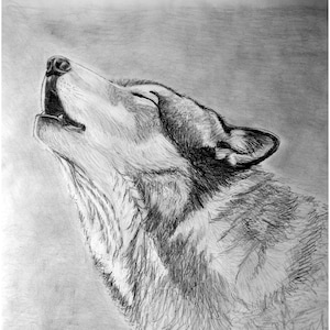 May include: A detailed pencil drawing of a wolf howling upwards. The artwork is in grayscale, showcasing the wolf's fur texture and facial features. The drawing is signed by the artist, Mary Beth Nelson, with the year 2013.