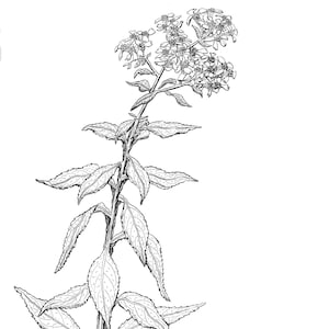 Indian Pipestem Print, Frostweed Print,Open Edition, Black and White, Pen and Ink, Oklahoma Native Plant