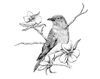 Bluebird Druck, schwarz und weiß, Feder und Tinte, Backyard Bird, Open Edition