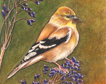 Amerikanischer Stieglitz Druck, Wildvogel Kunst, Golden Girl, Singvogel, Lila Beeren, Limitierte Auflage Giclée Druck.