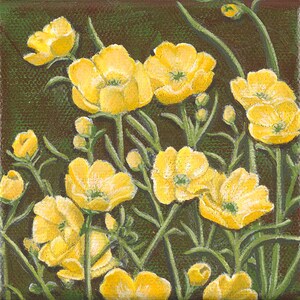 Buttercups, wildflower, Limited Edition Giclee&#39; Print, on 6&quot;x6&quot; canvas. Unframed