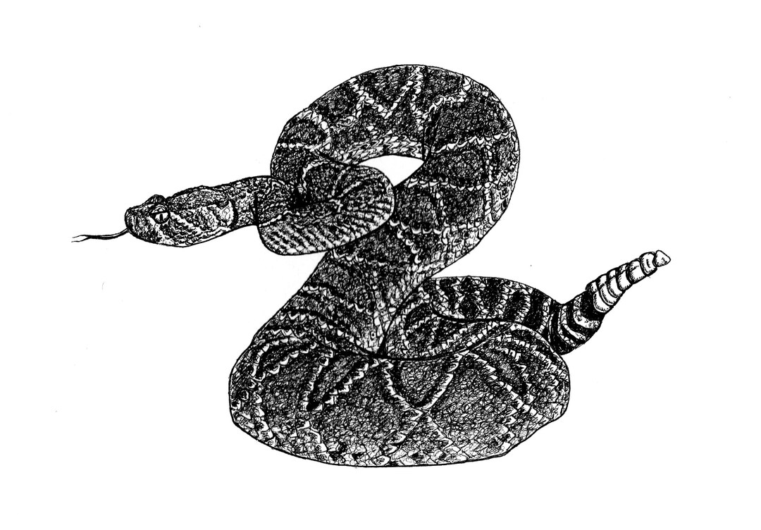 Diamondback Rattlesnake, Black and White, Pen and Ink, Poisonous Snake ...