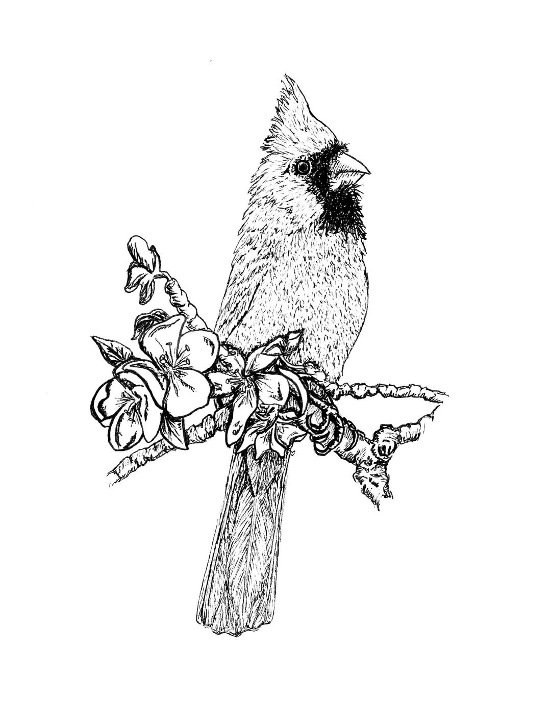 Cardinal Print, Black and White, Pen and Ink, Red Bird, Totsuwa, Open ...