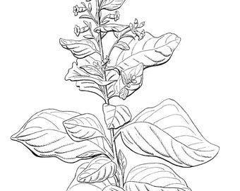 Wild Tobacco Print, Offene Auflage, Schwarz und Weiss, Feder und Tusche, Oklahoma Native Plant