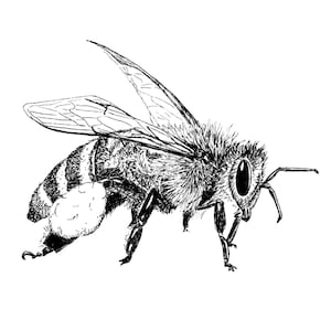 Op de afbeelding: Een zwart-witte lijntekening van een bij met stuifmeel op zijn poten. De bij is in de vlucht met zijn vleugels uitgespreid.