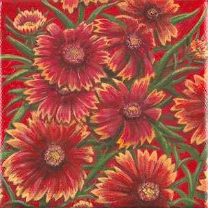 Indian Blanket, Oklahoma State Wildflower, Limited Edition Giclee&#39; Print, on 6&quot;x6&quot; canvas. Unframed, Made in America